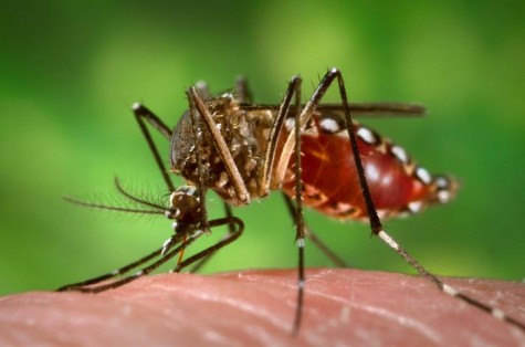 The Aedes aegypti mosquito is the vector responsible for the spread of the Zika virus throughout South America and other parts of the globe. (Credit: James Gathany)