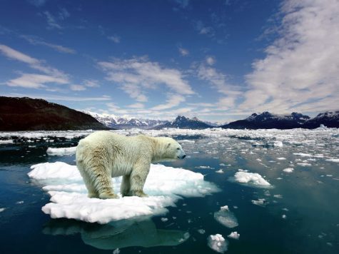 (Credit: Christine Rose) The polar bear is one of many animals falling victim to global warming, as its natural habitat, sea ice, melts away. 