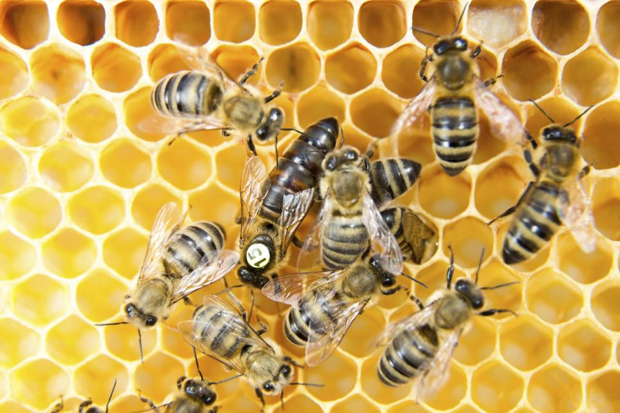 Queen bee in a beehive laying eggs supported by worker bees.