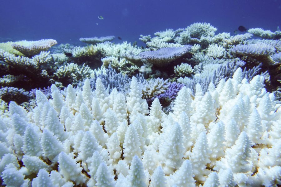 The result of coral bleaching.