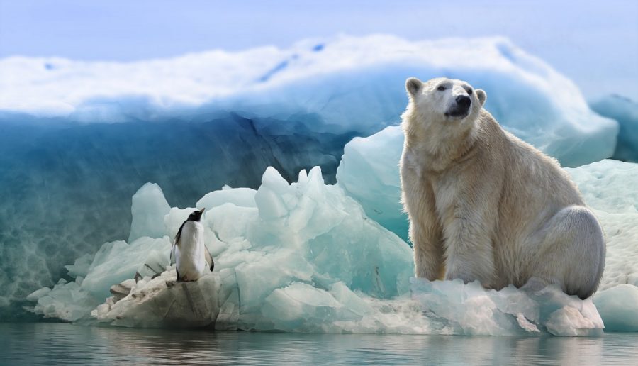 Polar+bears+rely+on+sea+ice+for+traveling%2C+hunting%2C+and+finding+mates%3B+without+it%2C+the+search+for+food+becomes+more+arduous%2C+leading+them+to+face+longer+and+longer+periods+of+starvation.