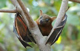 A cute short nosed fruit bat. 