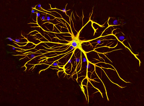 Astrocytes For Your Mental Health