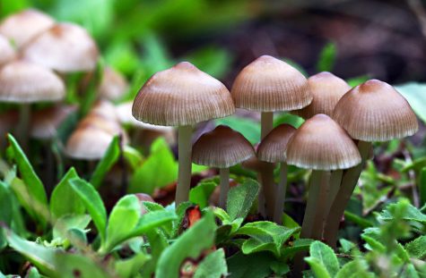 Psilocybin mushrooms, commonly known as magic mushrooms. Courtesy of: Wikimedia Commons
