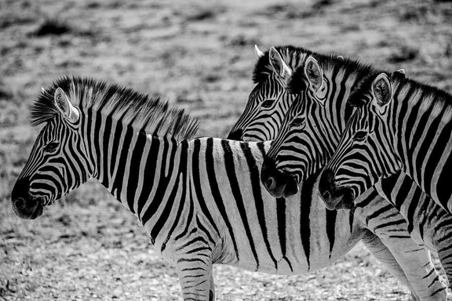 Zebras roaming the savanna.
