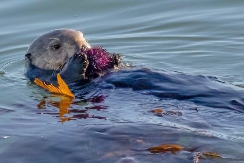 Sea otters feasting on some purple sea urchin also known as unagi. An adult male sea otter can eat at most 50 urchins a day helping maintain balance in the kelp forest. Courtesy of Karen Hall.
