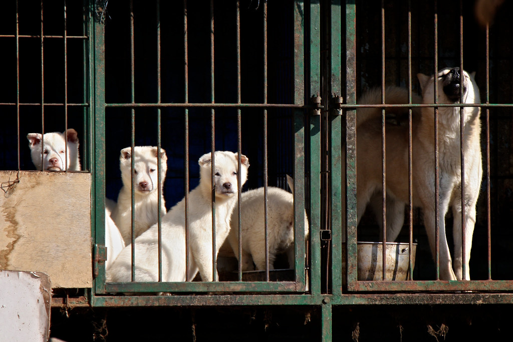 Dogs near the DMZ area of South Korea.