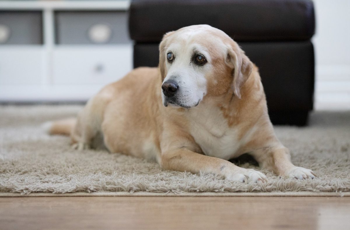 A senior dog whose lifespan can be lengthened with LOY-002. 