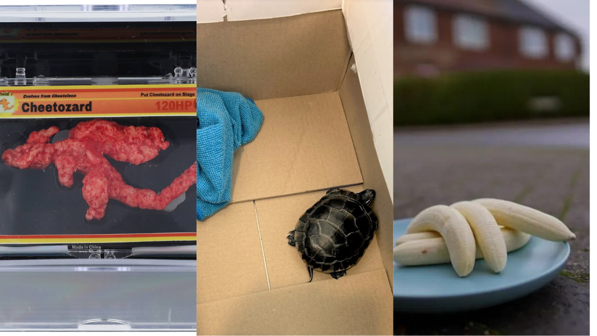 Left to right: Cheeto shaped like Charizard, Courtesy of Goldin. Turtle extracted from a man's pants, Courtesy of WGAL.com. A plate of bananas found on a street in Nottingham. Courtesy of Metro.co.uk