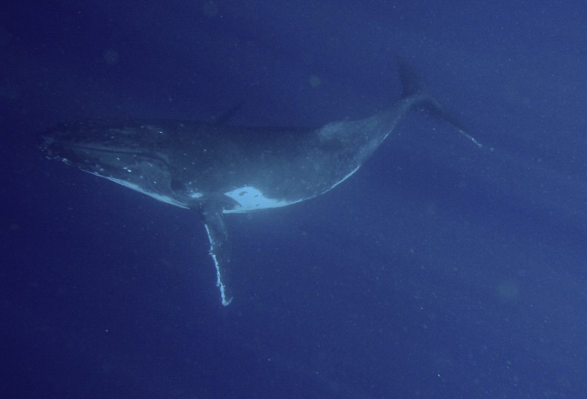 Humpback whale exploring the deep blue ocean.
