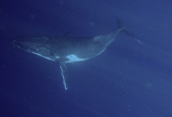 Humpback whale exploring the deep blue ocean.