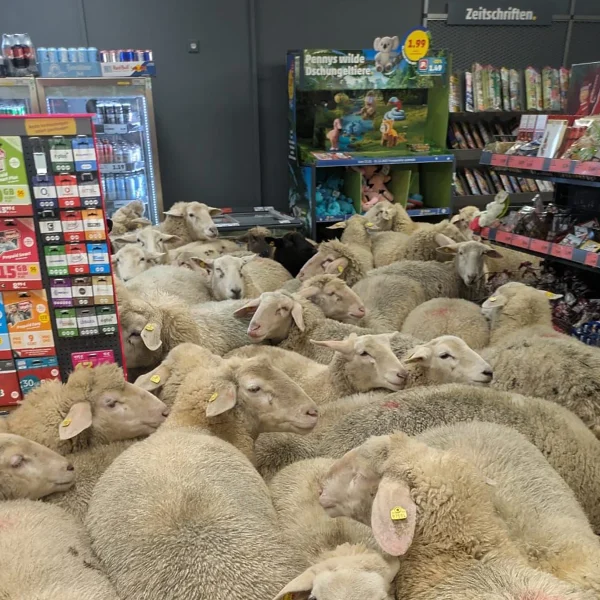 Actual photo of the sheep in German store.