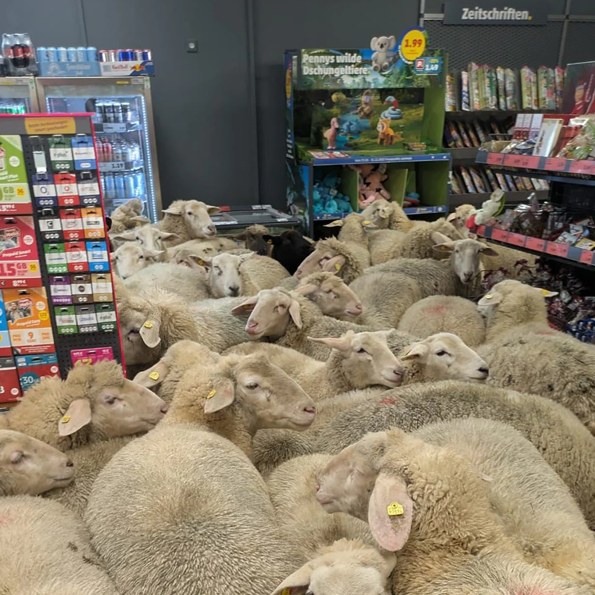 Actual photo of the sheep in German store.